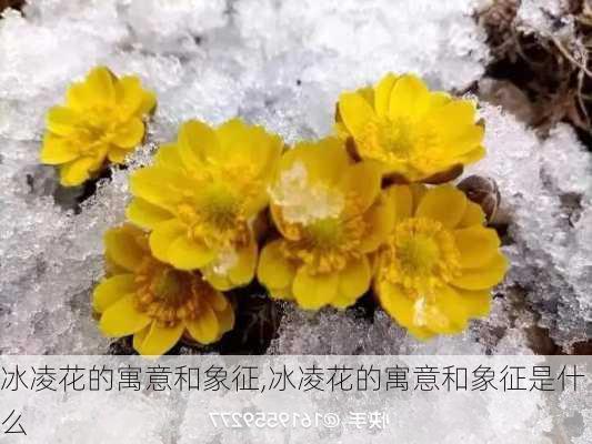 冰凌花的寓意和象征,冰凌花的寓意和象征是什么