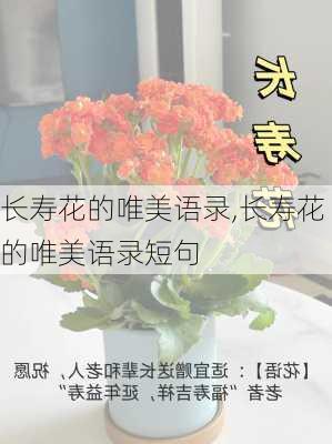 长寿花的唯美语录,长寿花的唯美语录短句