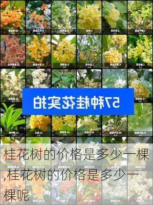 桂花树的价格是多少一棵,桂花树的价格是多少一棵呢