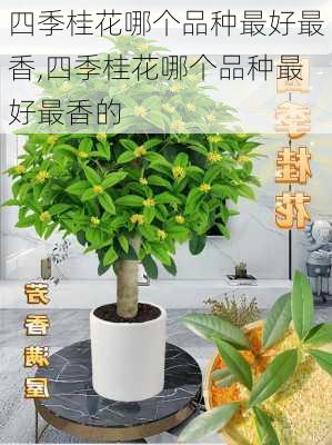 四季桂花哪个品种最好最香,四季桂花哪个品种最好最香的