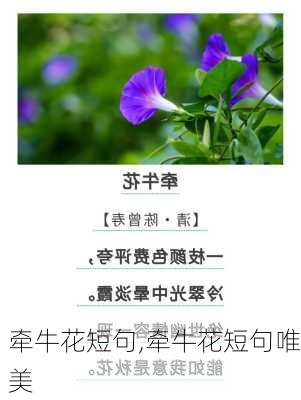 牵牛花短句,牵牛花短句唯美