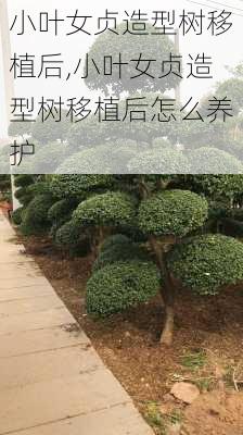 小叶女贞造型树移植后,小叶女贞造型树移植后怎么养护