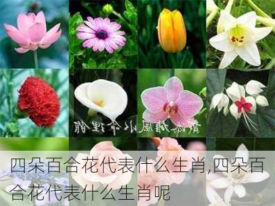 四朵百合花代表什么生肖,四朵百合花代表什么生肖呢