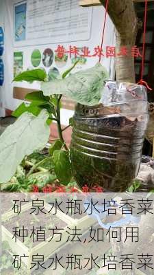 矿泉水瓶水培香菜种植方法,如何用矿泉水瓶水培香菜