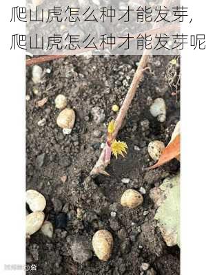 爬山虎怎么种才能发芽,爬山虎怎么种才能发芽呢