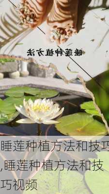 睡莲种植方法和技巧,睡莲种植方法和技巧视频