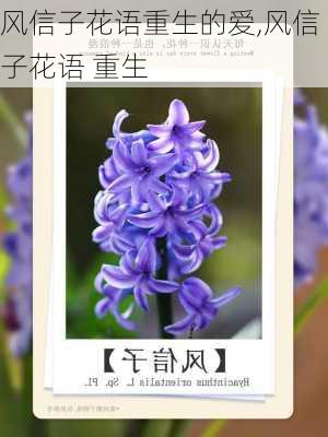 风信子花语重生的爱,风信子花语 重生