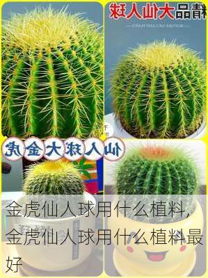 金虎仙人球用什么植料,金虎仙人球用什么植料最好