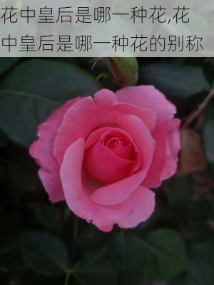 花中皇后是哪一种花,花中皇后是哪一种花的别称