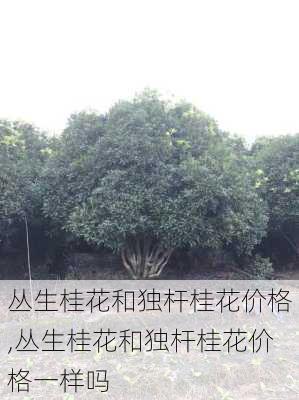 丛生桂花和独杆桂花价格,丛生桂花和独杆桂花价格一样吗