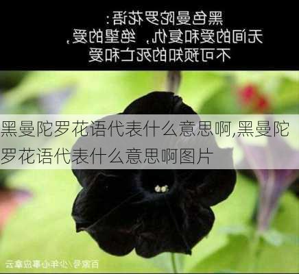 黑曼陀罗花语代表什么意思啊,黑曼陀罗花语代表什么意思啊图片