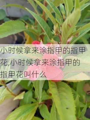 小时候拿来涂指甲的指甲花,小时候拿来涂指甲的指甲花叫什么