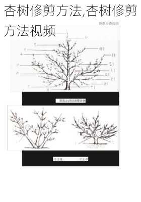 杏树修剪方法,杏树修剪方法视频