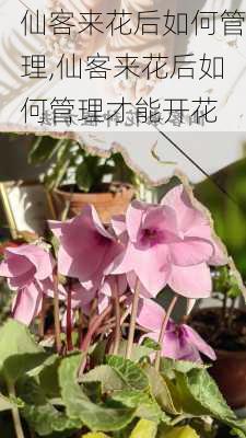 仙客来花后如何管理,仙客来花后如何管理才能开花