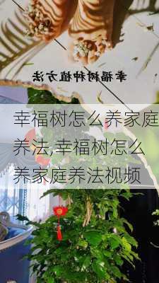 幸福树怎么养家庭养法,幸福树怎么养家庭养法视频