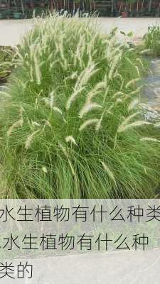 水生植物有什么种类,水生植物有什么种类的