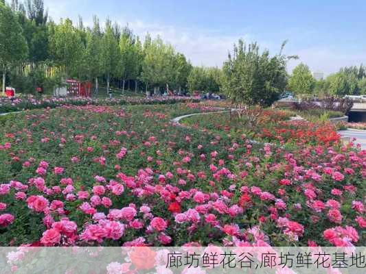 廊坊鲜花谷,廊坊鲜花基地