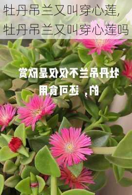 牡丹吊兰又叫穿心莲,牡丹吊兰又叫穿心莲吗