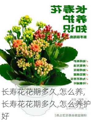 长寿花花期多久,怎么养,长寿花花期多久,怎么养护好