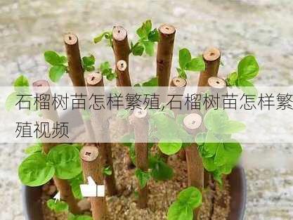 石榴树苗怎样繁殖,石榴树苗怎样繁殖视频