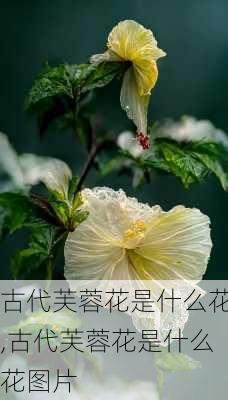 古代芙蓉花是什么花,古代芙蓉花是什么花图片