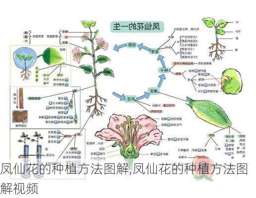 凤仙花的种植方法图解,凤仙花的种植方法图解视频