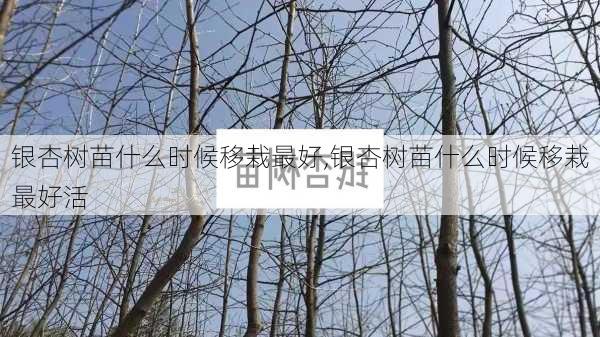 银杏树苗什么时候移栽最好,银杏树苗什么时候移栽最好活