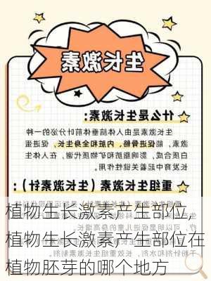 植物生长激素产生部位,植物生长激素产生部位在植物胚芽的哪个地方