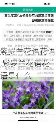 紫罗兰花语花语,紫罗兰花语花语是什么