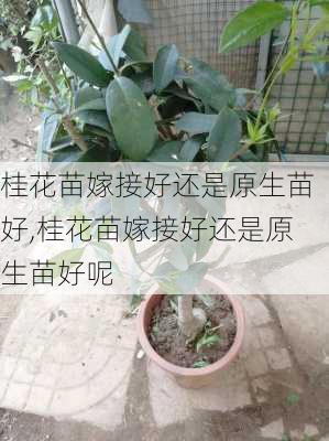 桂花苗嫁接好还是原生苗好,桂花苗嫁接好还是原生苗好呢