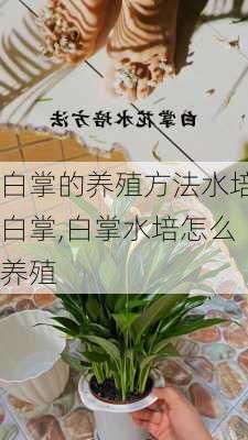 白掌的养殖方法水培白掌,白掌水培怎么养殖