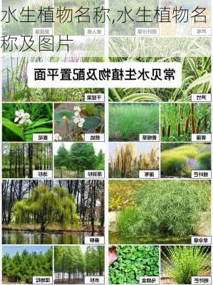 水生植物名称,水生植物名称及图片