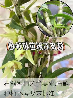 石斛种植环境要求,石斛种植环境要求标准