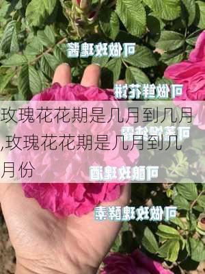 玫瑰花花期是几月到几月,玫瑰花花期是几月到几月份