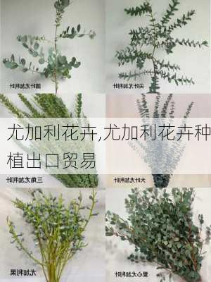 尤加利花卉,尤加利花卉种植出口贸易