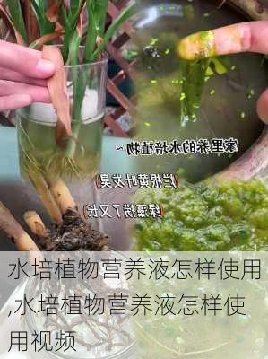 水培植物营养液怎样使用,水培植物营养液怎样使用视频