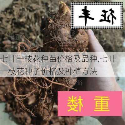 七叶一枝花种苗价格及品种,七叶一枝花种子价格及种植方法