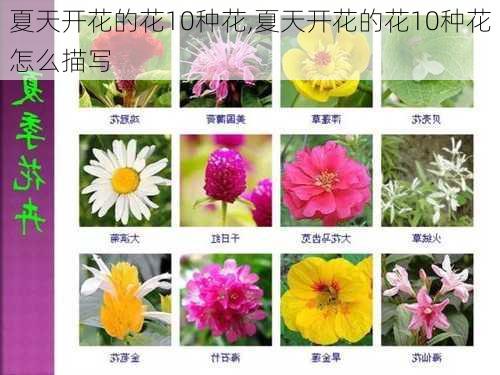 夏天开花的花10种花,夏天开花的花10种花怎么描写