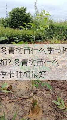 冬青树苗什么季节种植?,冬青树苗什么季节种植最好