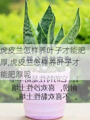 虎皮兰怎样养叶子才能肥厚,虎皮兰怎样养叶子才能肥厚呢