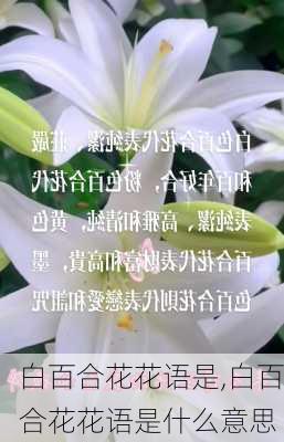 白百合花花语是,白百合花花语是什么意思