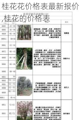 桂花花价格表最新报价,桂花的价格表