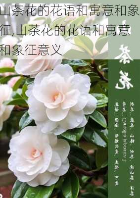 山茶花的花语和寓意和象征,山茶花的花语和寓意和象征意义