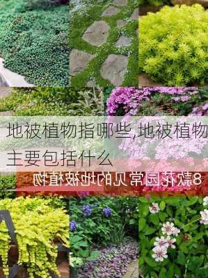 地被植物指哪些,地被植物主要包括什么