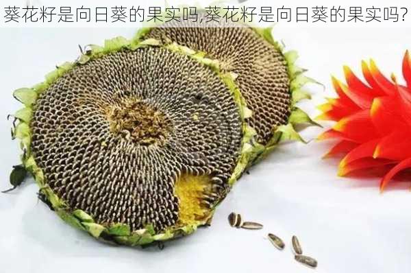 葵花籽是向日葵的果实吗,葵花籽是向日葵的果实吗?