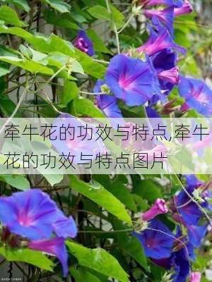 牵牛花的功效与特点,牵牛花的功效与特点图片