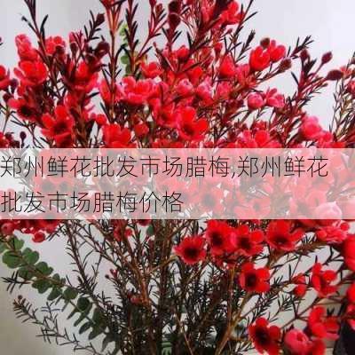 郑州鲜花批发市场腊梅,郑州鲜花批发市场腊梅价格