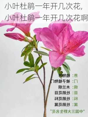 小叶杜鹃一年开几次花,小叶杜鹃一年开几次花啊