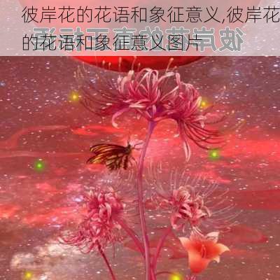 彼岸花的花语和象征意义,彼岸花的花语和象征意义图片