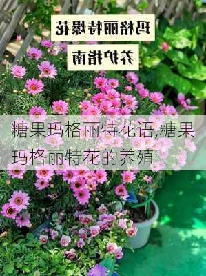 糖果玛格丽特花语,糖果玛格丽特花的养殖